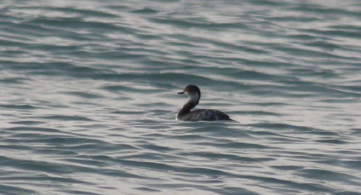 Black-necked Grebe