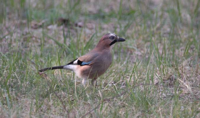 Jay
