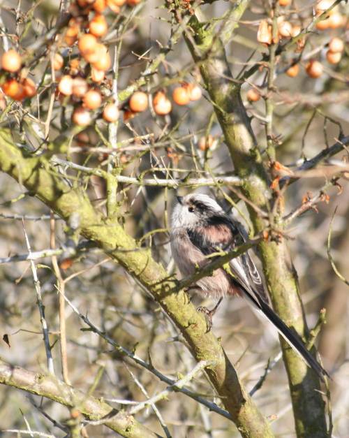 Long-tailed Tit