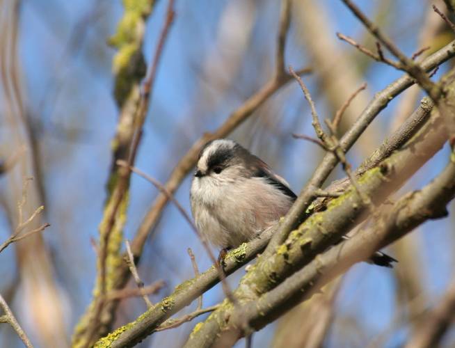 Long-tailed Tit