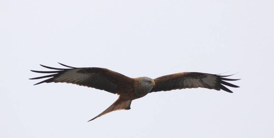 Red Kite