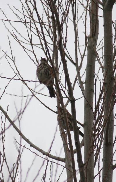 Redwing