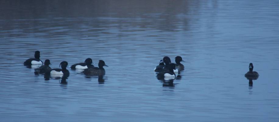Tufted Duck