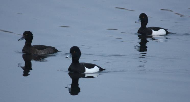 Tufted Duck