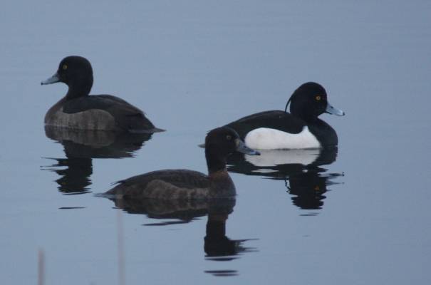 Tufted Duck