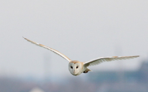 Barn Owl