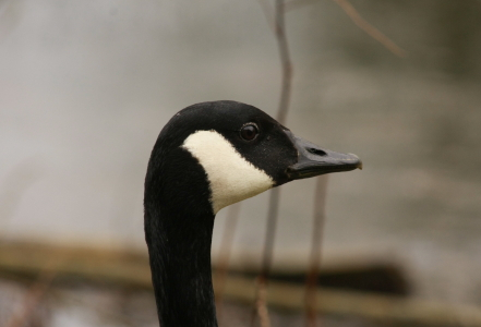 Canada Goose