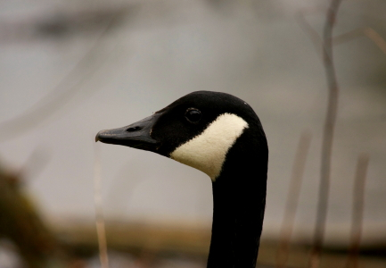 Canada Goose