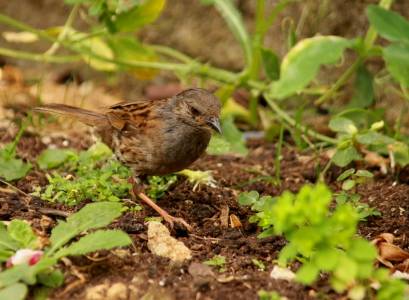 Dunnock