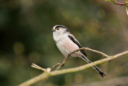 Long-tailed Tit