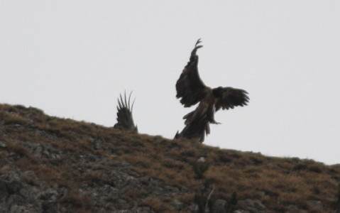 Lammergeier just prior to mating