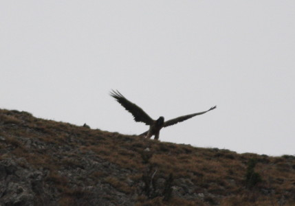 Lammergeier just prior to mating