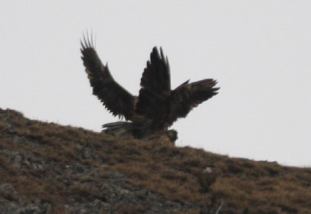 Lammergeier mating
