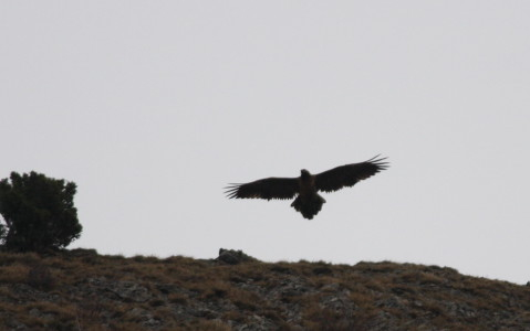 Lammergeier after mating