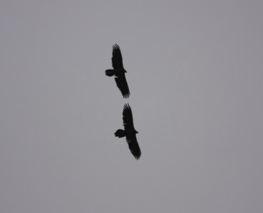 pair of Lammergeier
