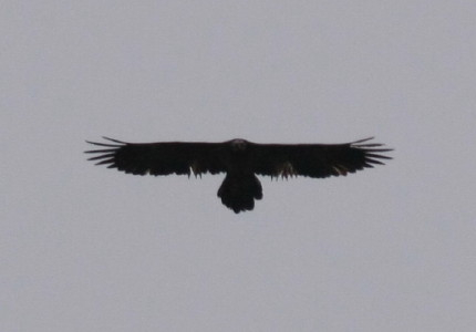 Lammergeier