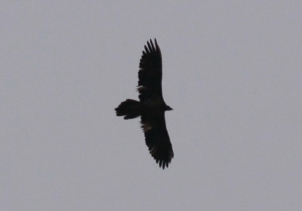 Lammergeier