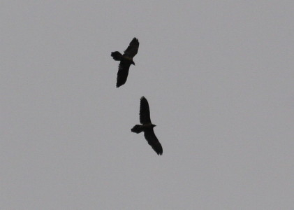 pair of Lammergeier