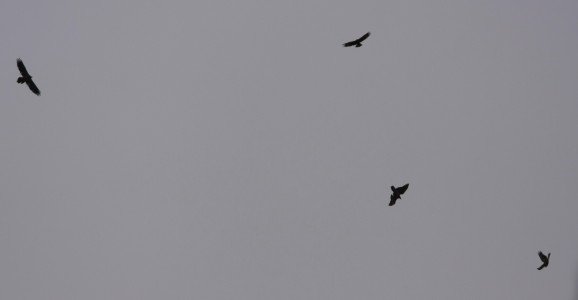 Three lammergeier and a Golden Eagle