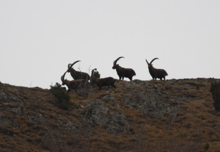 Alpine Ibex
