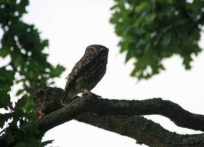 Little Owl