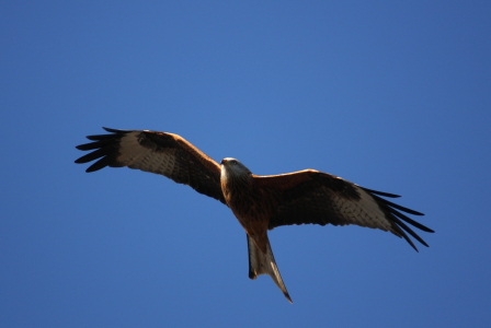 Red Kite