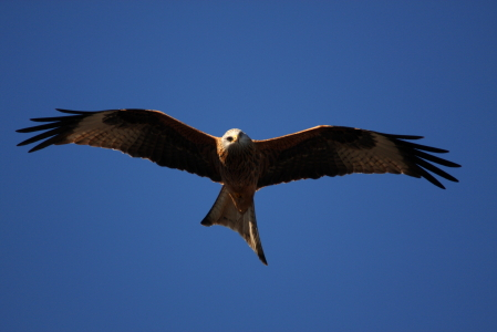 Red Kite