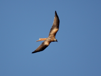 Red Kite