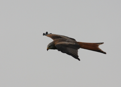 Red Kite