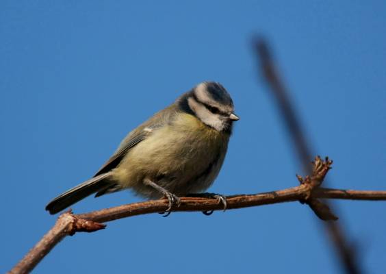 Blue Tit