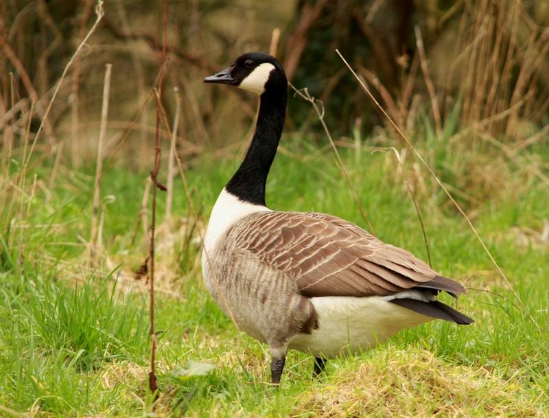 Canada Goose