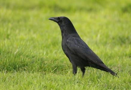 Carrion Crow
