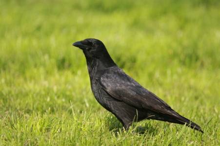 Carrion Crow