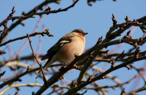 Chaffinch