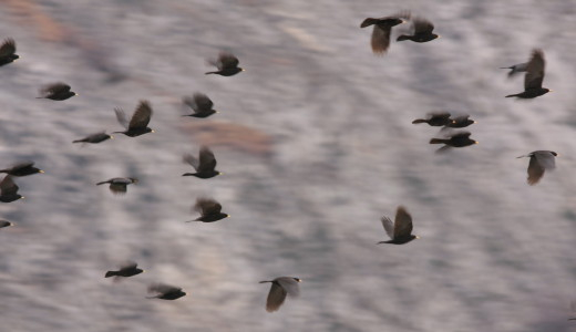 Alpine Chough