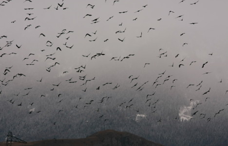 Alpine Chough