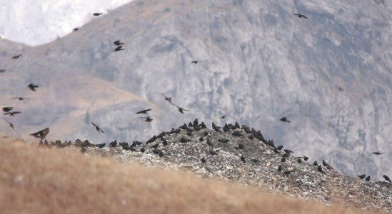 Alpine Chough