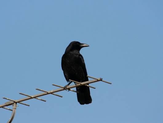 Carrion Crow