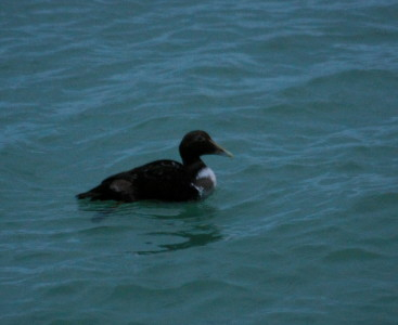 Eider