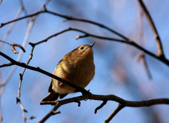 Goldcrest