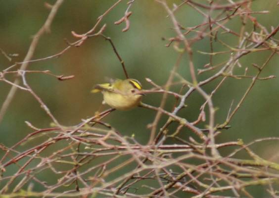 Goldcrest