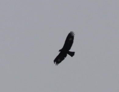 Golden Eagle