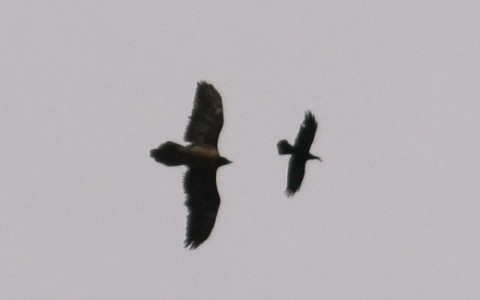 Lammergeier and Raven