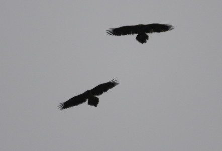 Pair of Lammergeier