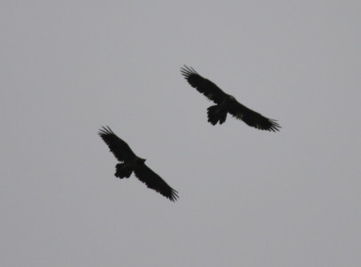 Pair of Lammergeier