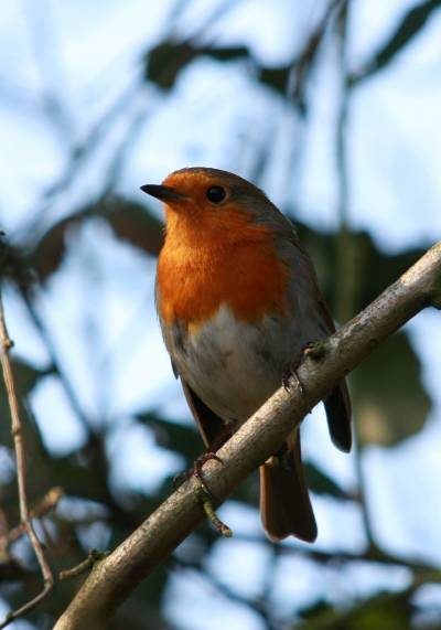 Robin
