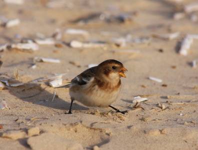 Snow Bunting