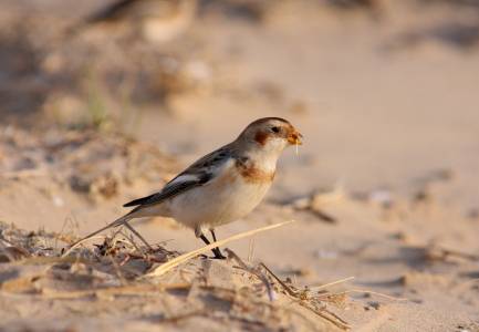 Snow Bunting