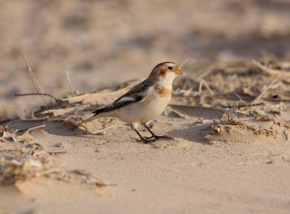 Snow Bunting
