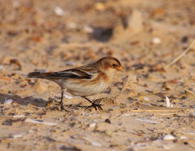 Snow Bunting